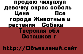 продаю чихуахуа девочку,окрас соболь › Цена ­ 25 000 - Все города Животные и растения » Собаки   . Тверская обл.,Осташков г.